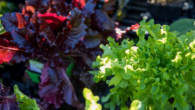 Growing fruit and vegetables at home is easy according to Redcliffe Garden Centre. Photo: Dominika Lis