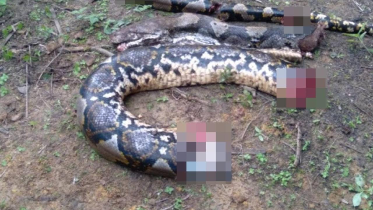 Babcia zabita przez węża: w żołądku węża znaleziono martwe ciało