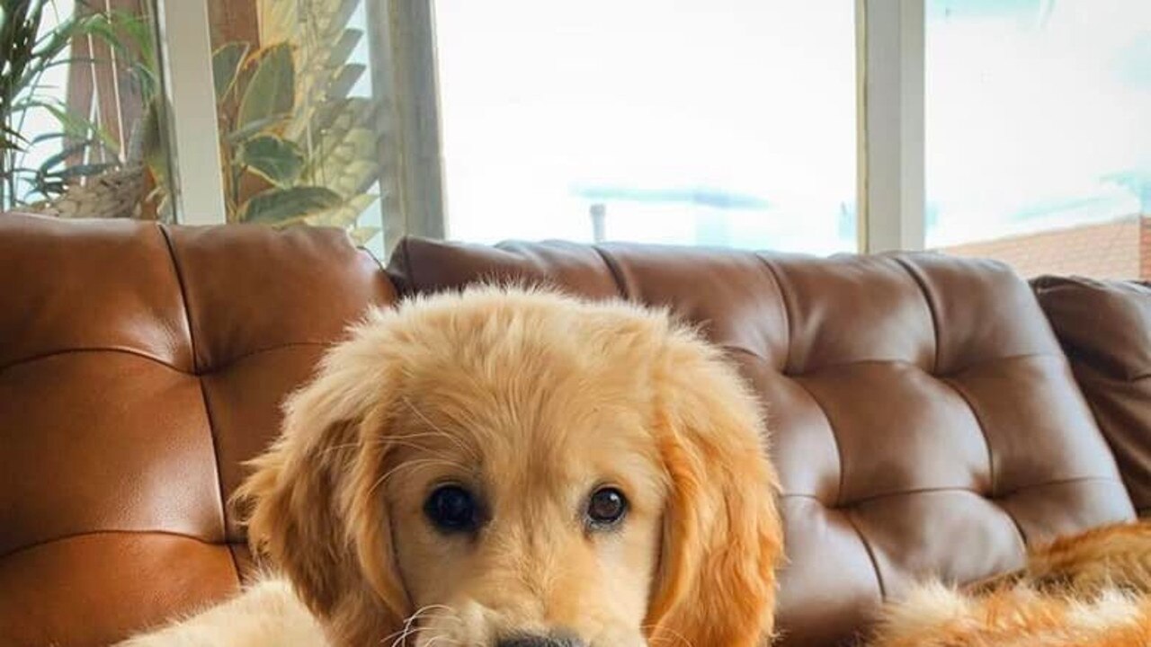 Cutest Tassie puppy nominee: Sonny - Golden Retriever