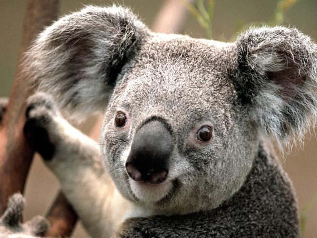 Generic pic of Koala. TEST ONLY