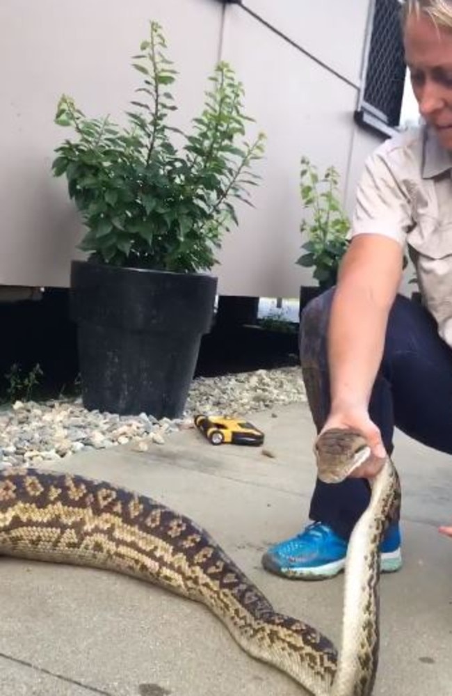 ‘Unfortunately, that’s the cat,” says Brydie as she observes the snake’s bulging belly. Source: Facebook/Brydie Maro