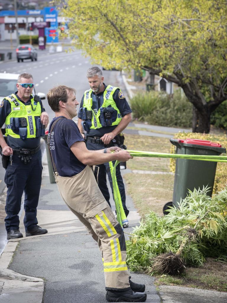 Tasmania Fire Service and Police at a shed on fire in Bellerive. A large cannabis plant (right) was found. Picture: Chris Kidd