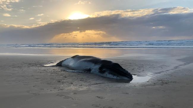 The humpback whale calf was euthanised after stranding on the eastern side of the K’gari. Picture: Supplied / DES