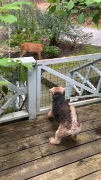 Dog fails to scare off deer