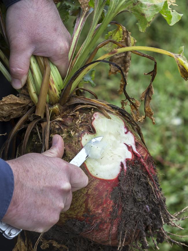 Fodder beet at Togari. Picture Chris Kidd