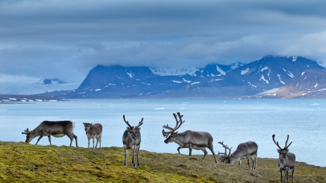 Top 10 things to do in Scandinavia and the Arctic | escape.com.au