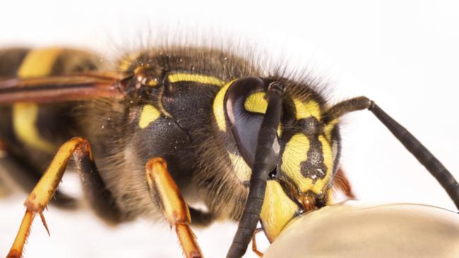 European wasps are a recurring problem in Yackandandah. Picture: Supplied