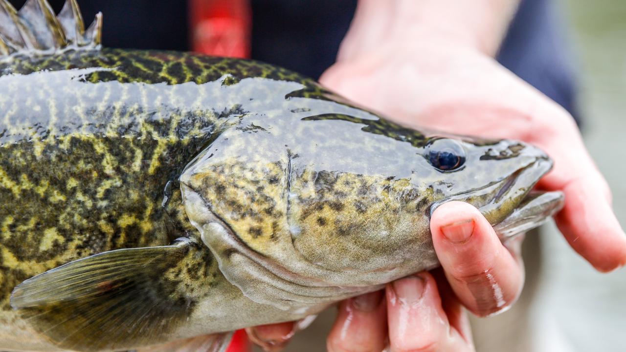 Murray Darling Basin native fish recovery: funding pool runs dry | The ...