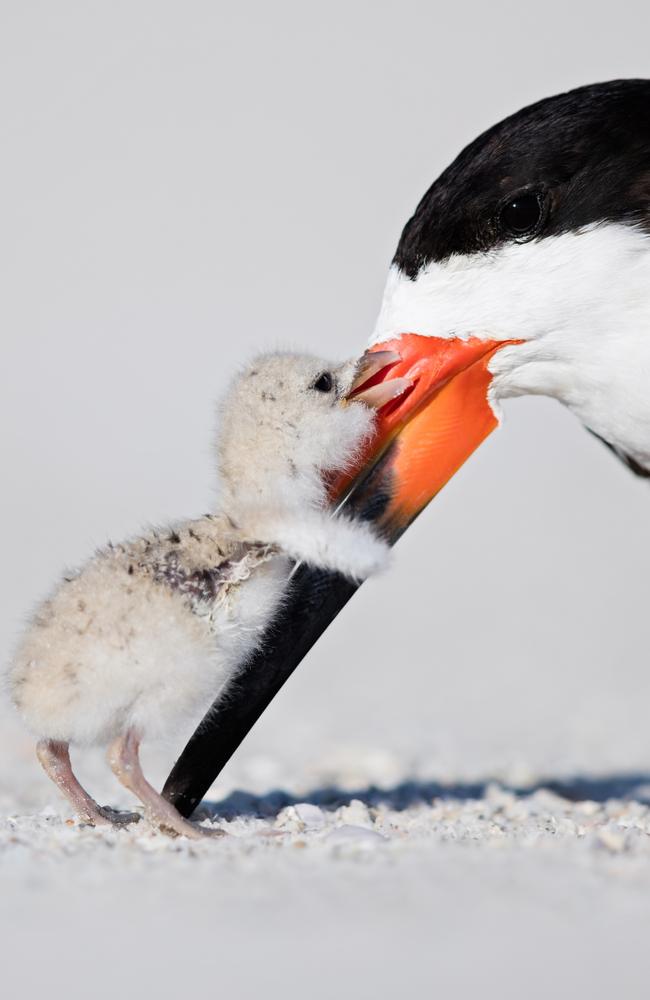 A heartwarming moment. Picture: Thomas Chadwick/Bird Photographer of the Year