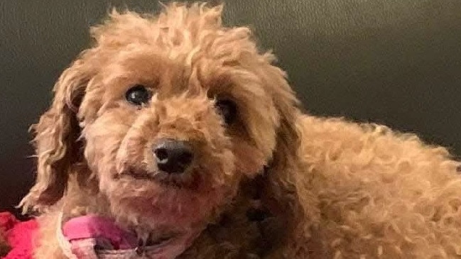 A toy cavoodle was stolen during a break-in at Fullarton yesterday and police are on the hunt for the beloved pet. Pictue: SA Police