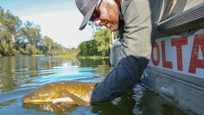 A lungfish is released back into the Brisbane River after having its details recorded for a long-term study.