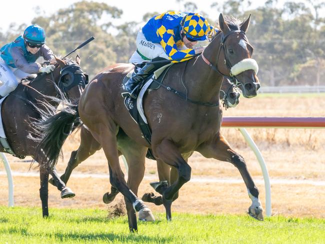 Tallingas Prince ridden by Tom Madden wins the Warrack Motel Handicap at Warracknabeal Racecourse on March 30, 2024 in Warracknabeal, Australia. (Photo by Jay Town/Racing Photos via Getty Images)