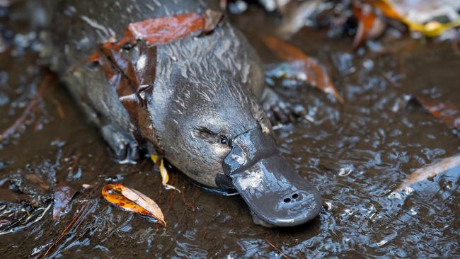 The Hobart Rivulet Platypus' Pete Walsh has won a Canon grant to continue making a second documentary on two female platypuses. Photo: Hobart Rivulet Platypus