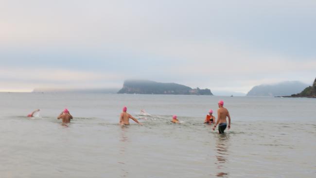 Lion Island is a long way for a swim. Picture: Richard Noone