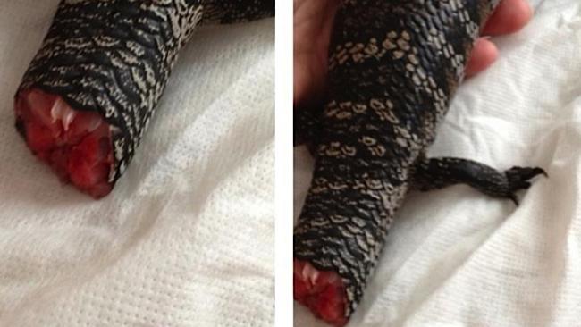 Blue tongue lizard survives after losing tail to whipper snipper