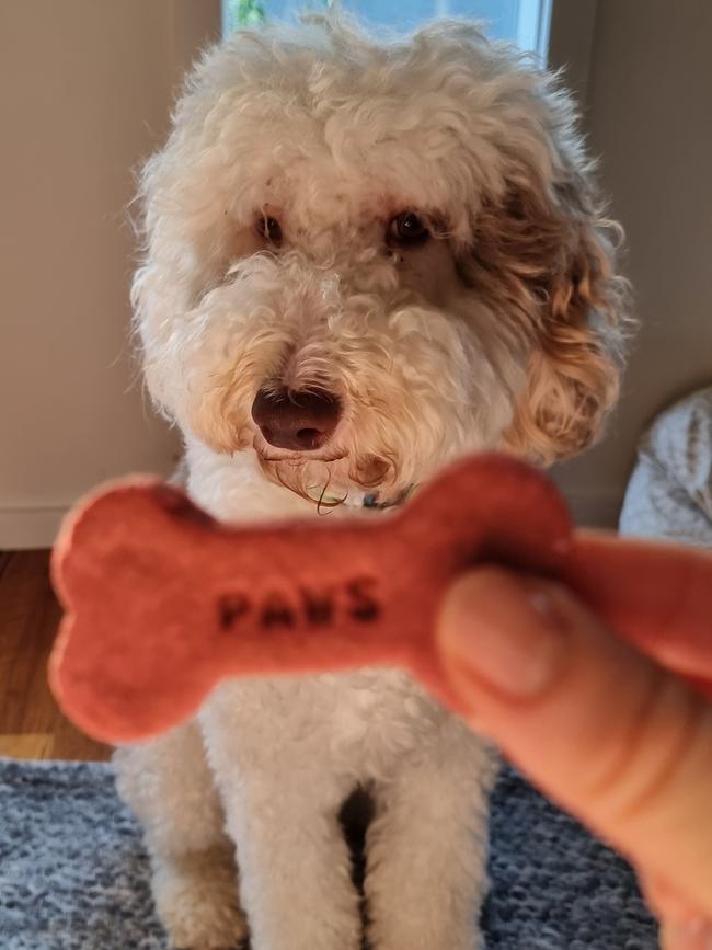 Benjamin and Sophie Butler's dog, Tilly