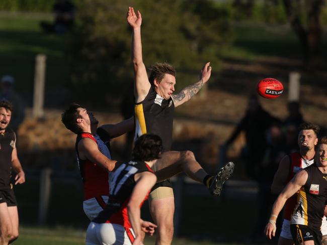 Ryley Monkhorst takes a ruck contest for Balwyn. Picture: Stuart Milligan