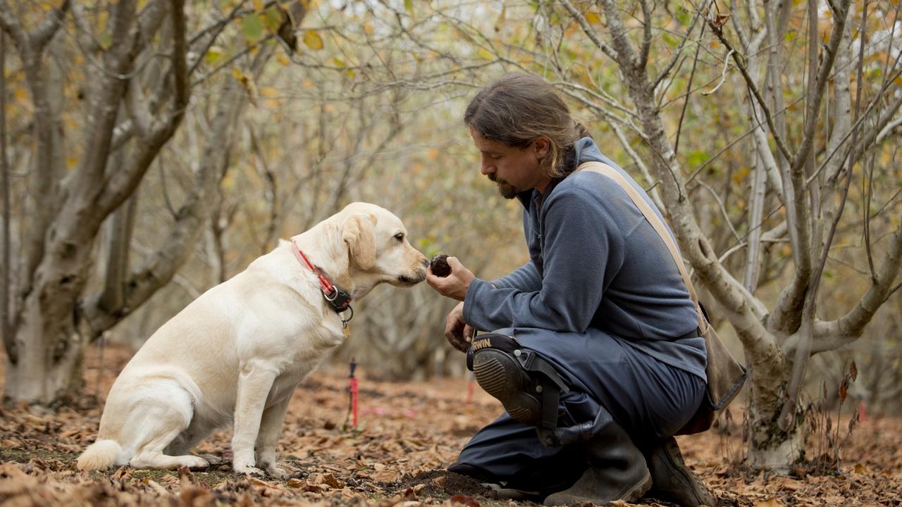 Manjimup in WA’s Southern Forests produces some of Australia’s best truffles and is featured in a new travel guide that promotes undiscovered wine regions to visit across the nation. Photo: Craig Kinder.