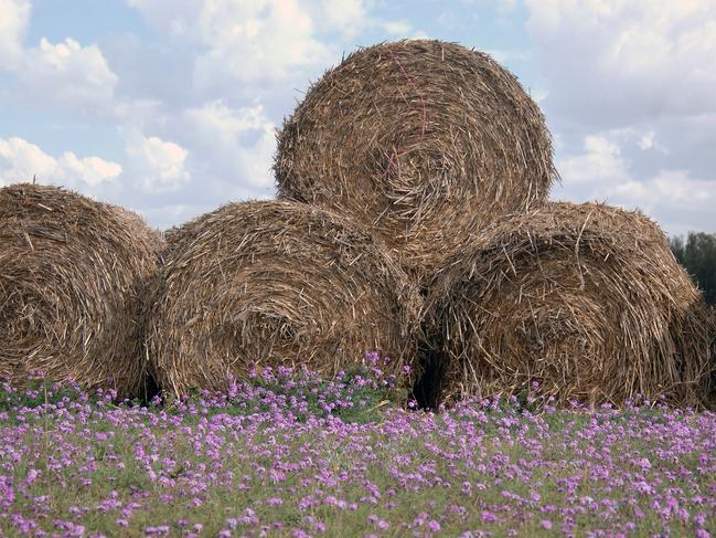 Haybales with purple clover near Toowoomba, Queensland, Australia