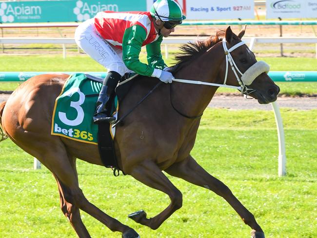 Craig (GB) ridden by Luke Currie wins the Bet365 Protest Promise Maiden Plate at Bendigo Racecourse on May 22, 2024 in Bendigo, Australia. (Photo by Brett Holburt/Racing Photos via Getty Images)