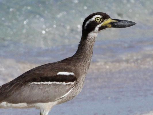 Beach stone-curlew