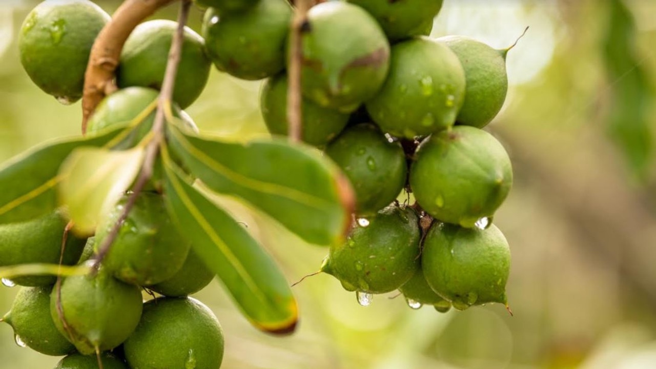 Bundaberg, Australia’s largest macadamia producer, has reportedly delivered 80 per cent of its crop. Photo: Contributed Australian Macadamia Society.