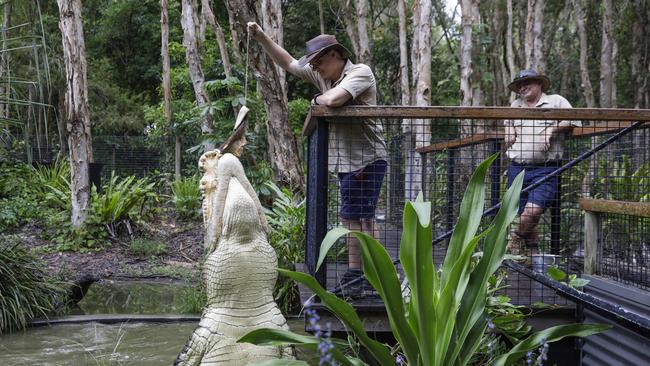 Zookeeper Oscar Croshaw, 27, feeds Spartacus, a 35-40 year old crocodile at Hartley’s Crocodile Farm. Picture: Sean Davey.