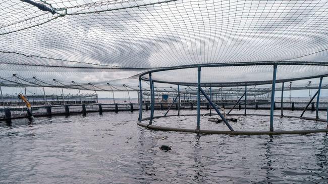 STRAHAN, TASMANIA, AUSTRALIA - NewsWire Photos - 14 DECEMBER, 2024: The Australian Prime Minister Anthony Albanese visits the Tassal salmon pens in Strahan, Tasmania. Picture: NewsWire / Supplied