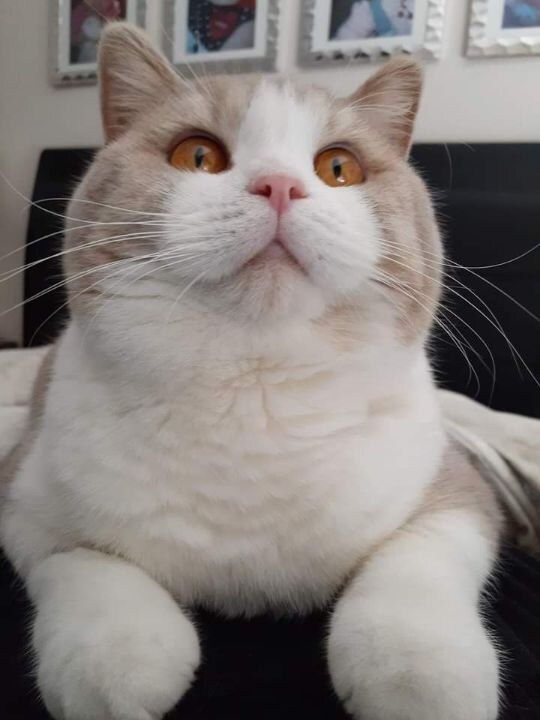 Luna-Marie has been voted SA’s cutest cat for 2024. Picture: Supplied