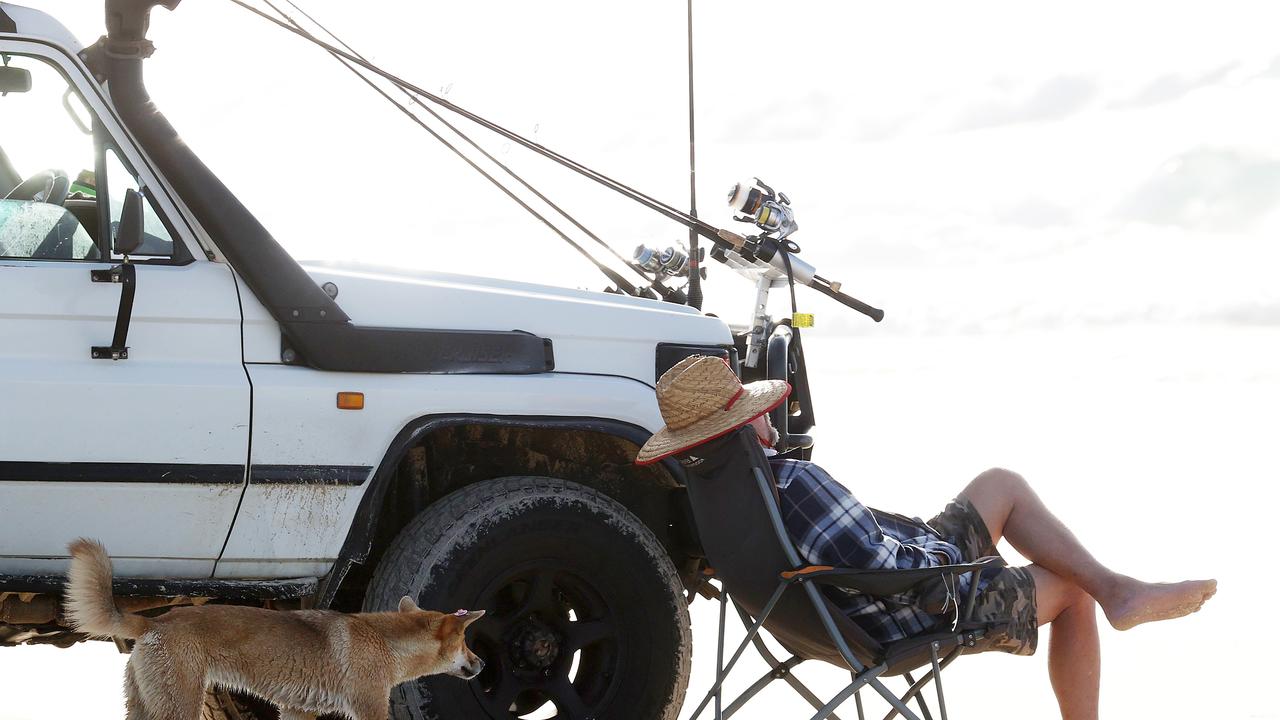 A dingo near a fisherman at Orchid Beach at K’gari. Picture: Liam Kidston