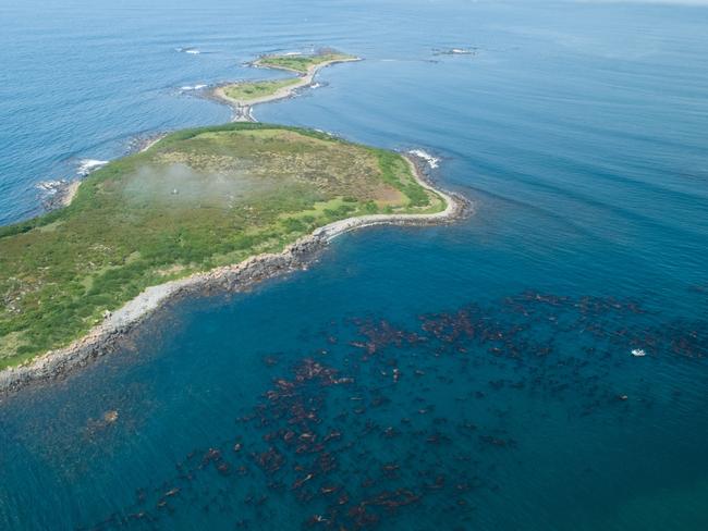 Giant kelp restoration in progress off Tasmania’s coast. Picture: Stefan Andrews/Great Southern Reef Foundation