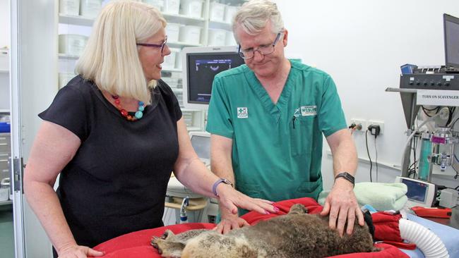 Member for McPherson Karen Andrews with Currumbin Wildlife Hospital senior veterinarian Michael Pyne.