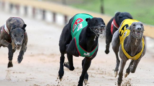 The greyhound ban has been a burning issue for Mike Baird. Picture: Jonathan Ng