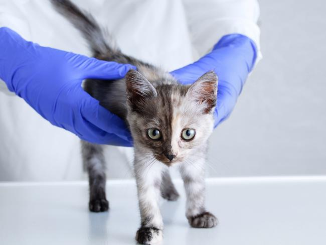 Veterinary clinics and hospitals can remain open during the COVID-19 pandemic.