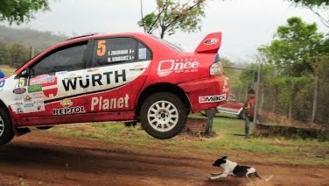 A rally car jumps clean over the top of a dog on a rally course.