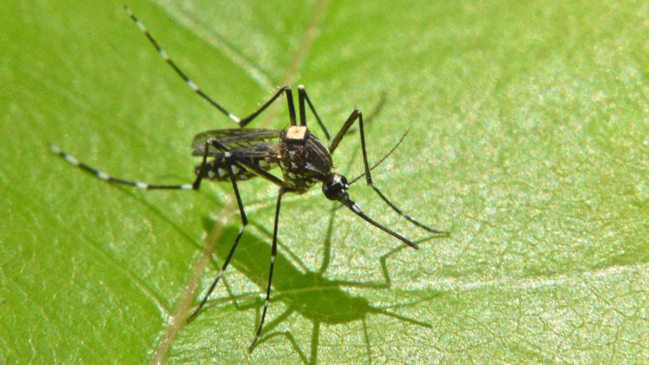 Queenslanders have been urged to monitor themselves after cases of Japanese encephalitis. Picture: Dr Giorgio Venturieri, EMBRAPA/CSIRO.