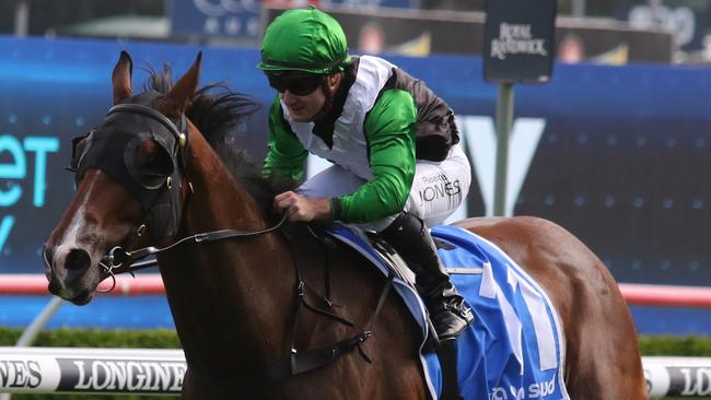 The Lyle Chandler-trained Banju has been sensationally backed to win at Randwick on Saturday. Picture: Grant Guy