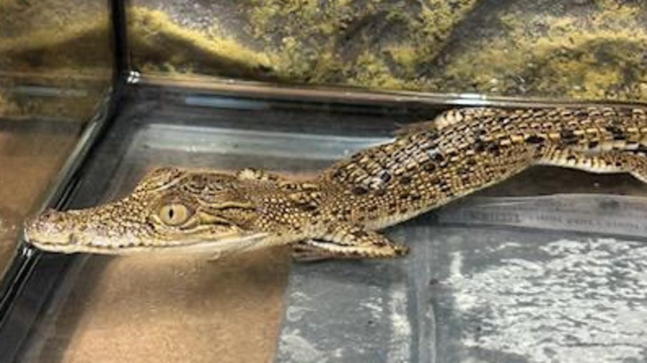 Man cops huge fine after being busted with baby croc at home