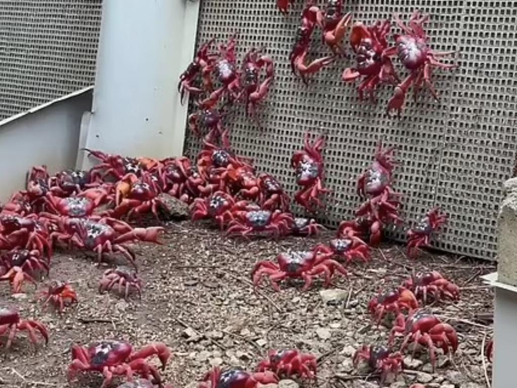 Locals say millions of crabs flooding through the area have just become part of living on the island. Source: Parks Australia
