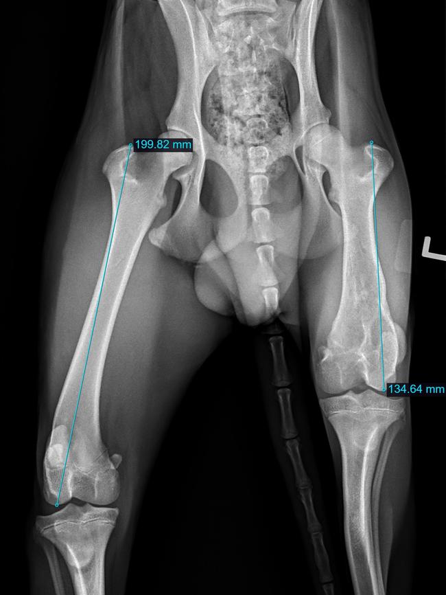 After he was brought in for a badly healed break in his leg, X-rays found Nemo also had a bullet lodged in his throat.