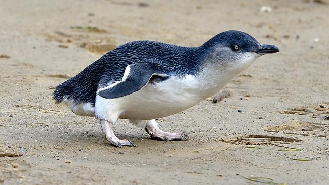 Penguin is released back to the bay at St Kilda Pier. After more than two weeks of expert care, the Little Penguin brought to the Zoo with oiled feathers is ready to go back to the wild.After it is micro-chipped, Zoo staff will place the Penguin in a petpack and take it to St. Kilda for release at the St. Kilda pier, where there is a Penguin colony. Senior Veterinarian Helen McCracken will be micro-chipping the Penguin tomorrow morning at 9am, so it can be identified in future.