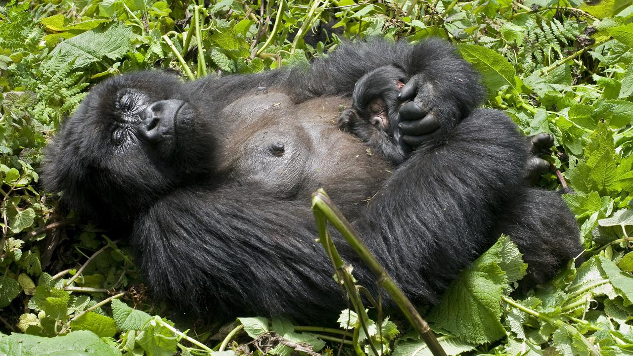 Newborn Baby Gorilla sleeping at mothers chest