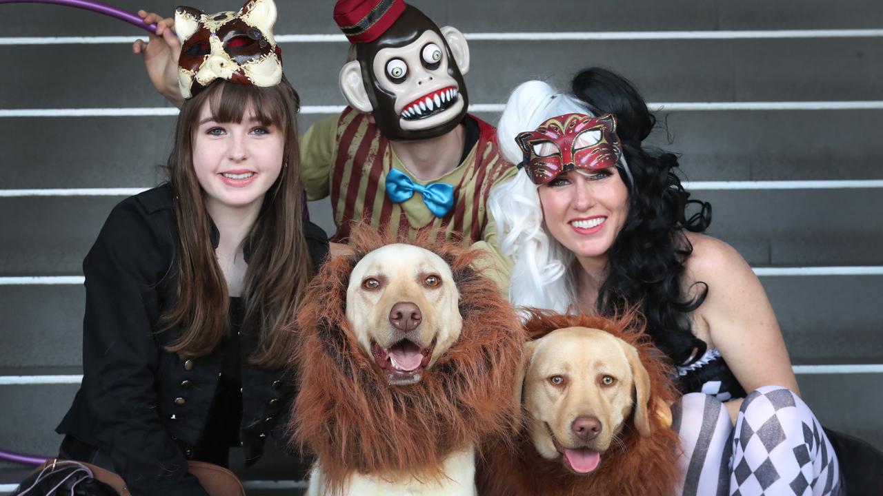 Halloween can be fun for the whole family – even your dogs. Picture: David Crosling