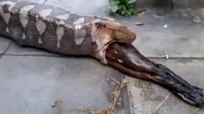 Animal experts believe the snake regurgitated the dog because it was "stressed".