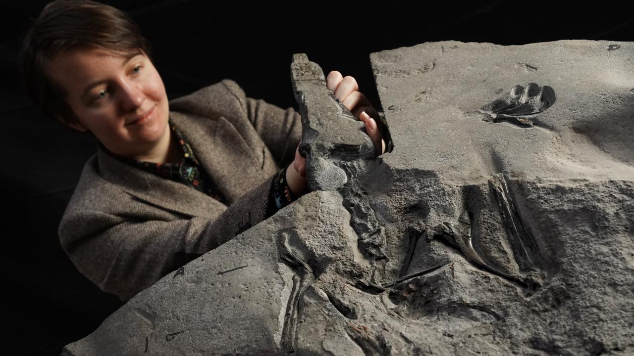 The pterosaur fossil found by National Museums Scotland on the Isle of Skye, pictured with lead author and PhD candidate Natalia Jagielska. The “Dearc” is the world’s largest Jurassic pterosaur unearthed to date. Picture: National Museums Scotland