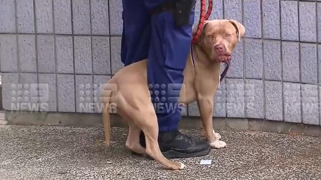 The pit bull remains with the Sutherland Shire Council. Picture: 9 News