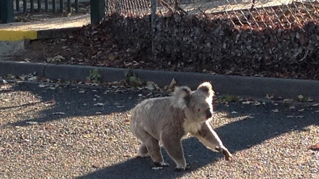 A koala goes walking on the footpath at Cleveland.