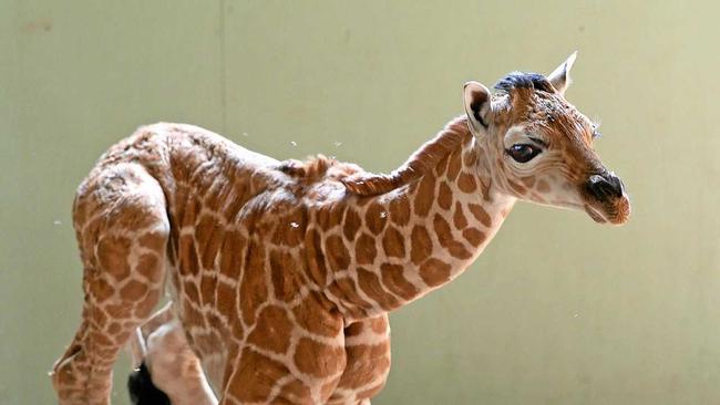 BABY STEPS: Australia Zoo has welcomed its second giraffe calf in two months. Mum Penny is doing well and the young one will soon be up for visitors. Picture: Ben Beaden