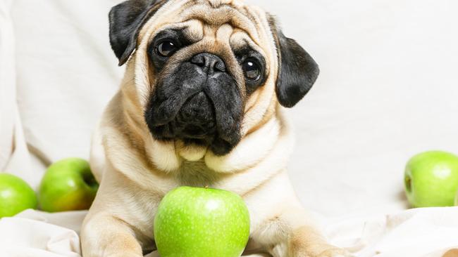 Dogs love the combination of apple and peanut butter.