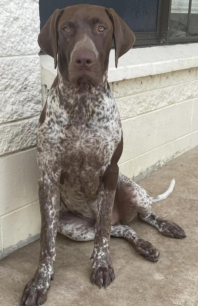 David died alongside his beloved dogs Rusty and Trigger. Picture: Suppled